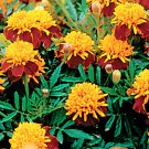 100 Mixed Marigold Seeds - French Marigolds Tiger Eyes - Heirloom Ground Cover Annual Plant