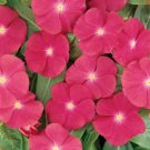 50 Rose Vinca Seeds - Rose Periwinkle Non-Gmo Heirloom Ground Cover Flower Seed 50 Rose Vinca Seeds - Rose Periwinkle Non-Gmo Heirloom Ground Cover Flower Seed