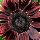 50 Red Sunflower Seeds - Chocolate Cherry Flower Seed - Tropical Plant