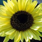 50 Lemon Queen Sunflower Seeds - Yellow Sunflowers - Heirloom Decorative Plant Seed 50 Lemon Queen Sunflower Seeds - Yellow Sunflowers - Heirloom Decorative Plant Seed