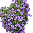 100 Purple Rock Cress Seeds - Aubrieta Deltoidea Heirloom Groundcover Seed 100 Purple Rock Cress Seeds - Aubrieta Deltoidea Heirloom Groundcover Seed