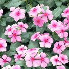 50 Pink Vinca Seeds - Pink Periwinkle Non-Gmo Heirloom Ground Cover Flower Seed 50 Pink Vinca Seeds - Pink Periwinkle Non-Gmo Heirloom Ground Cover Flower Seed