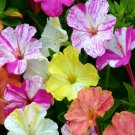 75 Mixed Four O'clock Seeds - Marvel Of Peru Non-Gmo Heirloom Flower Seed