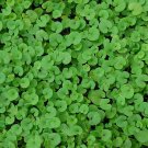 100 Kidney Weed Seeds - Heirloom Dichondra Ground Cover Decorative Plant Non-Gmo Seed