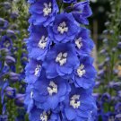 50 Blue Delphinium Seeds - Heirloom Blue Bird Flower - Tall Blue Flowers Seeds