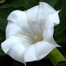 15 White Moonflower Seeds - Heirloom Decorative Plant Morning Glory Vine Night Bloomer Seed 15 White Moonflower Seeds - Heirloom Decorative Plant Morning Glory Vine Night Bloomer Seed