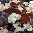 75 Wax White Begonia Seeds -  Heirloom Begonias Flower NON-GMO Seed