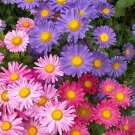 50 Chinese Aster Seeds - Heirloom Decorative Plant Mixed Asters Flower Annual Seed 50 Chinese Aster Seeds - Heirloom Decorative Plant Mixed Asters Flower Annual Seed