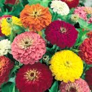 75 California Giants Zinnia Mixed Seeds - Heirloom Zinnia Elegans Flower Seed 75 California Giants Zinnia Mixed Seeds - Heirloom Zinnia Elegans Flower Seed