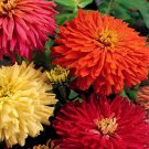 75 Cactus Flowered Zinnia Mixed Seeds - Heirloom Decorative Plant Zinnia Elegans Flowers Seed 75 Cactus Flowered Zinnia Mixed Seeds - Heirloom Decorative Plant Zinnia Elegans Flowers Seed