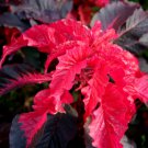 75 Early Splendor Amaranthus Seeds - Decorative Foliage Annual Plant Seed 75 Early Splendor Amaranthus Seeds - Decorative Foliage Annual Plant Seed
