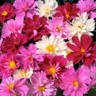 75 Pysche Mix Pink Cosmos Seeds - Heirloom Decorative Plant Cosmos Non-GMO Seed 75 Pysche Mix Pink Cosmos Seeds - Heirloom Decorative Plant Cosmos Non-GMO Seed