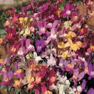 100 Mixed Toadflax Snapdragon Seeds - Heirloom Baby Snapdragons Non-GMO Seed