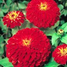 75 Cherry Queen Red Zinnia Seeds - Heirloom Decorative Plant Zinnias Elegans Flower Non-GMO Seed