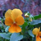 50 Swiss Giant Gold Pansy Seeds - Heirloom Coronation Gold Viola Yellow Pansies Non-GMO Seed 50 Swiss Giant Gold Pansy Seeds - Heirloom Coronation Gold Viola Yellow Pansies Non-GMO Seed