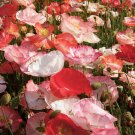 100 Double Shirley Poppy Seeds - Heirloom Decorative Plant Poppies Wildflowers Non-GMO Annual Seed