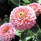 75 Luminosa Pink Zinnia Seeds - Heirloom Decorative Plant Zinnias Elegans Flower Annual Seed 75 Luminosa Pink Zinnia Seeds - Heirloom Decorative Plant Zinnias Elegans Flower Annual Seed