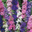 50 Imperial Delphinium Mixed Seeds - Heirloom Decorative Plant Delphinium Beautiful Flower Seed 50 Imperial Delphinium Mixed Seeds - Heirloom Decorative Plant Delphinium Beautiful Flower Seed