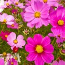 75 Mixed Cosmos Seeds - Heirloom Decorative Plant Cosmos Non-GMO Seed 75 Mixed Cosmos Seeds - Heirloom Decorative Plant Cosmos Non-GMO Seed