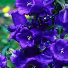 75 Medium Blue Canterbury Bells Seeds - Heirloom Decorative Plant Flowers Non-GMO Seed 75 Medium Blue Canterbury Bells Seeds - Heirloom Decorative Plant Flowers Non-GMO Seed