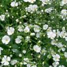 100 Babys Breath Seeds - Heirloom White Convent Garden Annual Ground Cover Seed 100 Babys Breath Seeds - Heirloom White Convent Garden Annual Ground Cover Seed