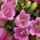75 Rose Pink Canterbury Bells Seeds - Heirloom Decorative Plant Pink Flowers Non-GMO Seed