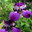 75 Chinese Houses Seeds - Heirloom Decorative Plant Purple Flower Seed 75 Chinese Houses Seeds - Heirloom Decorative Plant Purple Flower Seed