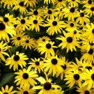 100 Black Eyed Susans Seeds - Heirloom Daisy Perennial Wildflowers Non-GMO Seed