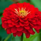 75 Scarlet Flame Zinnia Seeds - Heirloom Decorative Plant Red Zinnias Elegans Non-GMO Flower Seed 75 Scarlet Flame Zinnia Seeds - Heirloom Decorative Plant Red Zinnias Elegans Non-GMO Flower Seed