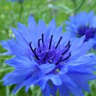 75 Dwarf Blue Bachelor Button Seeds - Heirloom Decorative Plant Cornflower Annual Seed