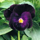 50 Bergwacth Purple Pansy Seeds - Heirloom Swiss Giant Pansies Viola Ground Cover Flower Seed