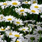 100 Shasta Daisy Seeds - Heirloom Non-GMO Perennial Wildflower Seed