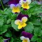 75 Johnny Jump Up Seeds - Heirloom Decorative Plant Viola Perennial Ground Cover Wildflower Seed 75 Johnny Jump Up Seeds - Heirloom Decorative Plant Viola Perennial Ground Cover Wildflower Seed