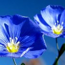 75 Blue Flax Seeds - Heirloom Blue Wildflowers Outdoor Flower Seed 75 Blue Flax Seeds - Heirloom Blue Wildflowers Outdoor Flower Seed