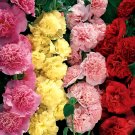 50 Carnival Mix Hollyhock Seeds - Heirloom Decorative Plant Non-GMO Annual Seed