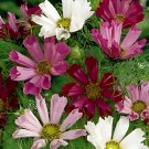 50 Pink Seashells Cosmos Seeds - Heirloom Decorative Plant Cosmos Ground Cover Flower Non-GMO Seed