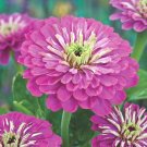 75 Purple Prince Zinnia Seeds - Heirloom Decorative Plant Zinnias Elegans Non-GMO Seed 75 Purple Prince Zinnia Seeds - Heirloom Decorative Plant Zinnias Elegans Non-GMO Seed