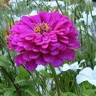 75 Violet Queen Zinnia Seeds - Heirloom Decorative Plant Purple Zinnias Elegans Non-GMO Seed 75 Violet Queen Zinnia Seeds - Heirloom Decorative Plant Purple Zinnias Elegans Non-GMO Seed