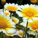 75 Garland Daisy Seeds - Heirloom Wildflower Decorative Plant Crown Daisies Perennial Seed 75 Garland Daisy Seeds - Heirloom Wildflower Decorative Plant Crown Daisies Perennial Seed