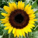 100 Black Oil Sunflower Seeds - Heirloom Outdoor Decorative Plant Sunflower Seed 100 Black Oil Sunflower Seeds - Heirloom Outdoor Decorative Plant Sunflower Seed
