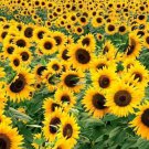 100 Dwarf Sunflower Seeds - Heirloom Dwarf Sunspot Teddy Bear Sunflower Non-GMO Seed 100 Dwarf Sunflower Seeds - Heirloom Dwarf Sunspot Teddy Bear Sunflower Non-GMO Seed