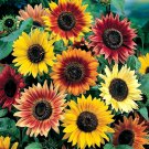 100 Autumn Beauty Sunflower Multi Colored Seeds - Heirloom Decorative Plant Sunflower Seed 100 Autumn Beauty Sunflower Multi Colored Seeds - Heirloom Decorative Plant Sunflower Seed