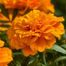 500 Orange Marigold Seeds - Heirloom French Orange Double Marigolds Ground Cover Seed