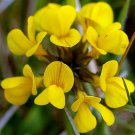 500 Birds Foot Trefoil Seeds - Heirloom Decorative Plant Yellow Crow's Toes Ground Cover Seed