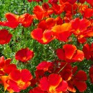 500 California Red Chief Poppy Seeds - Ground Cover Poppies Wildflowers Non-GMO Annual Seed