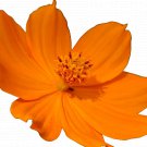 400 Orange Sunshine Cosmos Seeds - Decorative Plant Sulfur Cosmos Shorter Variety Non-GMO Seed