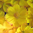 400 Yellow Sunshine Cosmos Seeds - Decorative Plant Sulfur Cosmos Shorter Variety Flower Seed