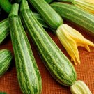 35 Zucchini Italian Striped Seeds - Heirloom Cocozelle Squash Non-Gmo Seed