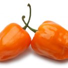 25 Orange Habanero Seeds - Heirloom Non-Gmo Habanero Hot Peppers
