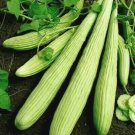 75 Armenian Yard Long Cucumber Seeds - Non-Gmo Heirloom Seed
